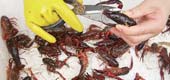 再现龙虾门 安全食用有TIPS