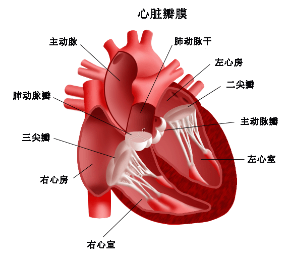 颈部大动脉