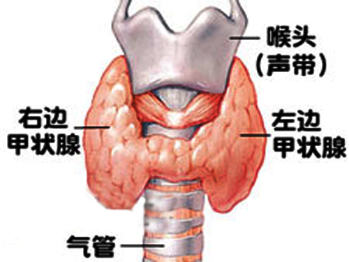 <em>甲状腺功能低下</em>_颈部_<em>症状</em>库_医网